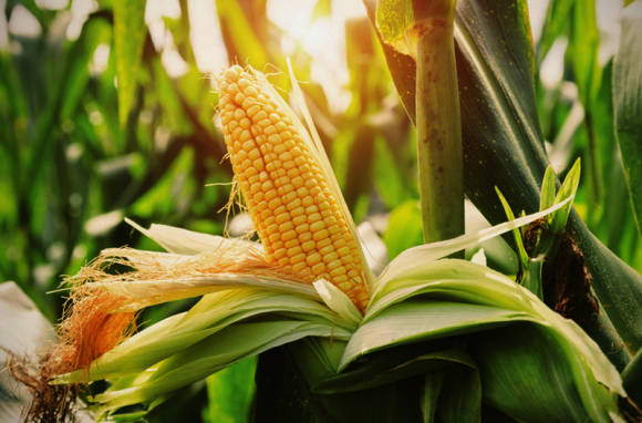 10 удивительных фактов о кукурузе: знаете ли Вы...?