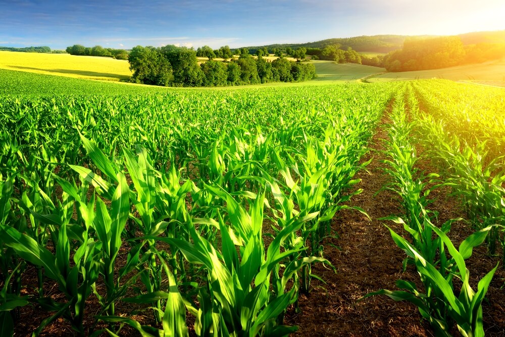 Сколько азота нужно кукурузе каждый год