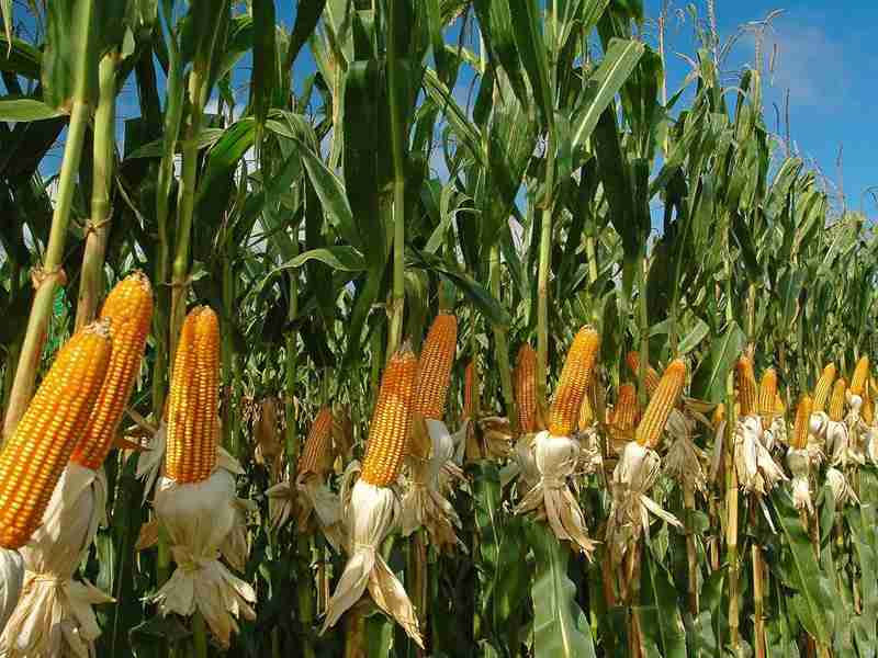 Насіння кукурудзи