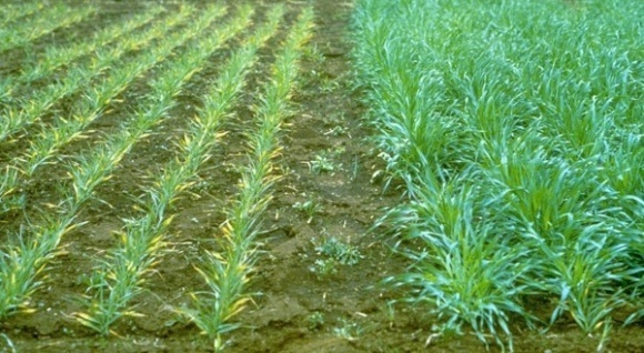 Кущение озимой пшеницы и ее урожайность: Часть 1