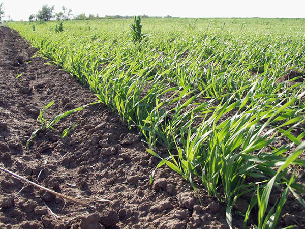 Кущение озимой пшеницы и ее урожайность: Часть 2