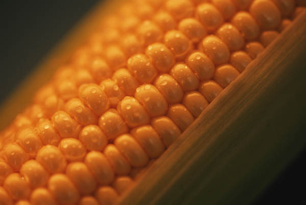 Классификация гибридов кукурузы по ФАО