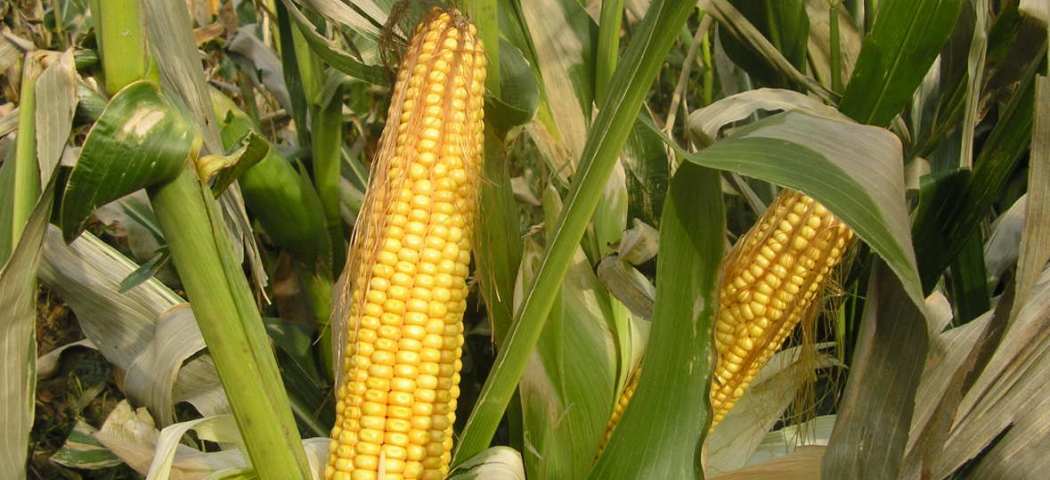 9 ошеломительных фактов об украинской кукурузе