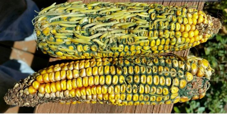 Причины и опасности прорастания зерна кукурузы