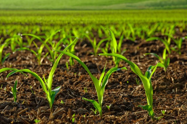 Проблемы, возникающие при возделывании кукурузы