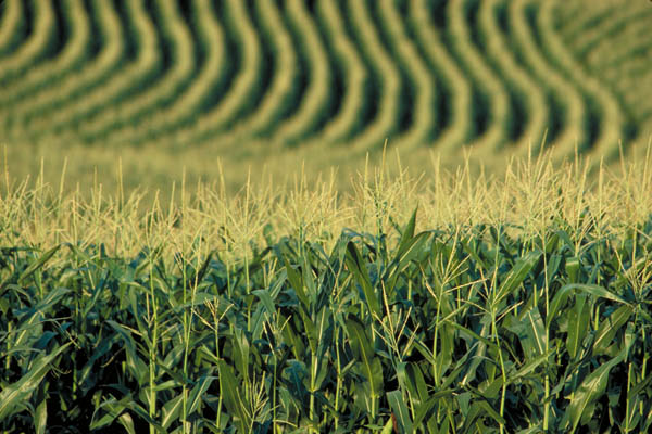 Ученые создают азотфиксирующие зерновые