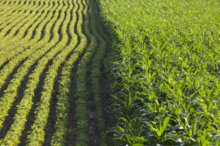 Чередование кукурузы и сои повышает урожай обоих
