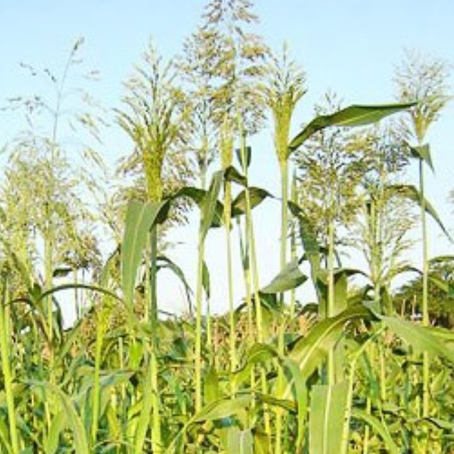 Семена суданской травы Белявка 