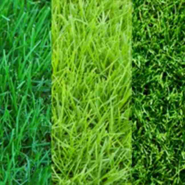 Газонна трава універсальна суміш