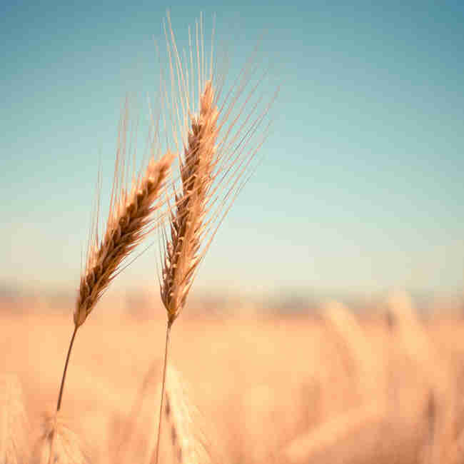 Семена пшеницы озимой Пилиповка