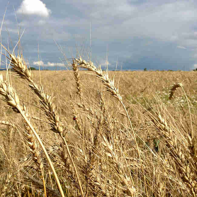 Семена пшеницы Благодарка одесская