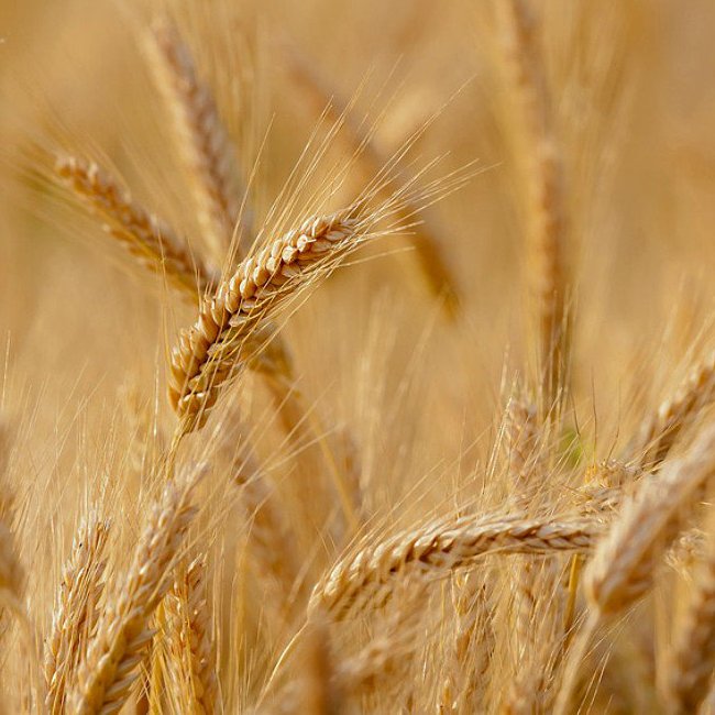 Семена пшеницы Нива одесская