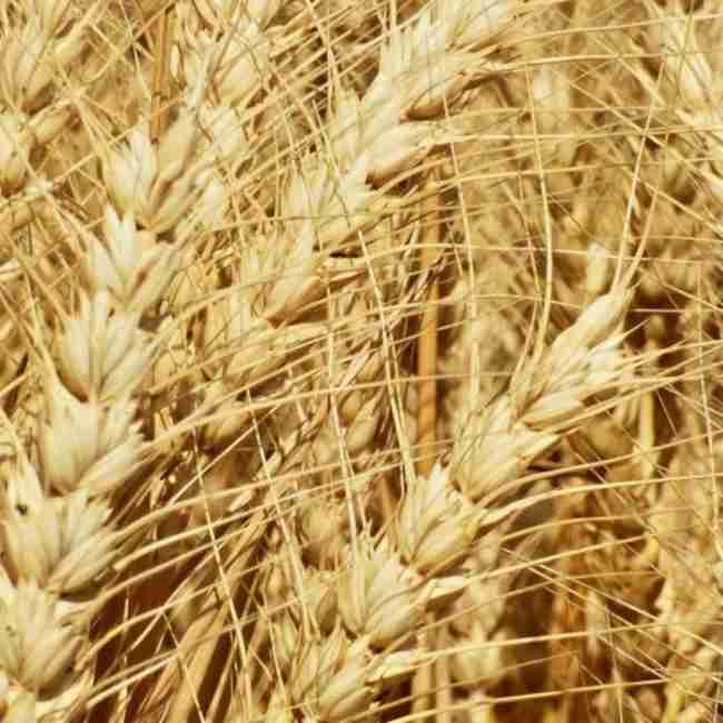 Семена пшеницы озимой Наснага