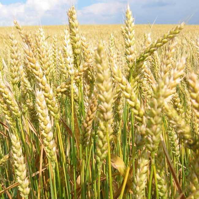 Семена пшеницы Краснодарская 99