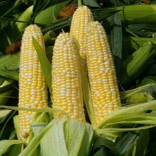 Семена кукурузы Дункан 