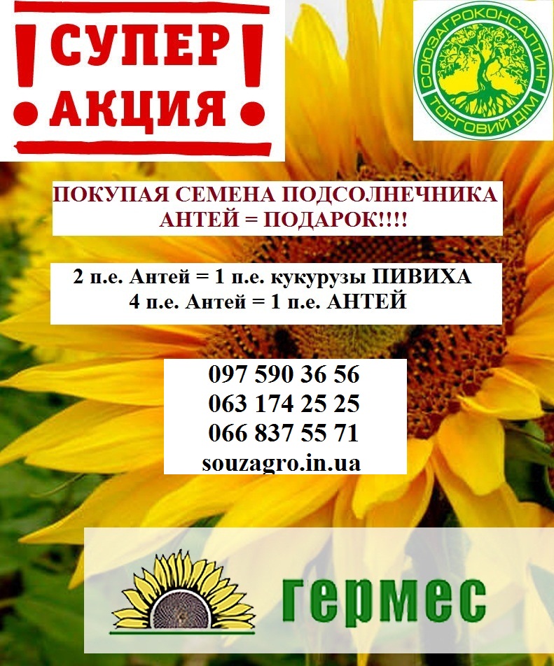 Семена подсолнечника Антей, АКЦИЯ 1+1=3!
