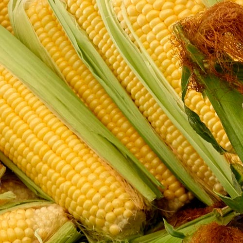 Семена кукурузы Драва 404