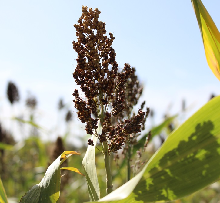 Сорго цукрове Силосне 42, 120-125 днів