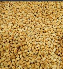 Семена пшеницы Бурштын