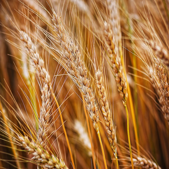 Семена пшеницы Металист