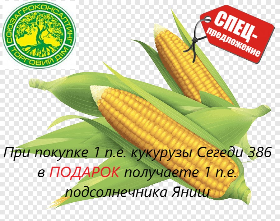 Семена кукурузы Сегеди 386, ФАО 390 Суперпредложение!!!