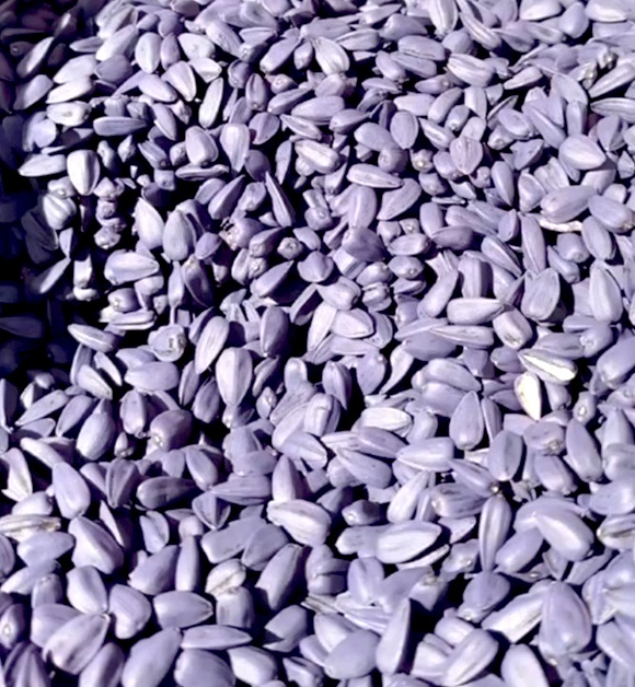 Соняшник Синельниківський Ультраранній (СУР), Преміум