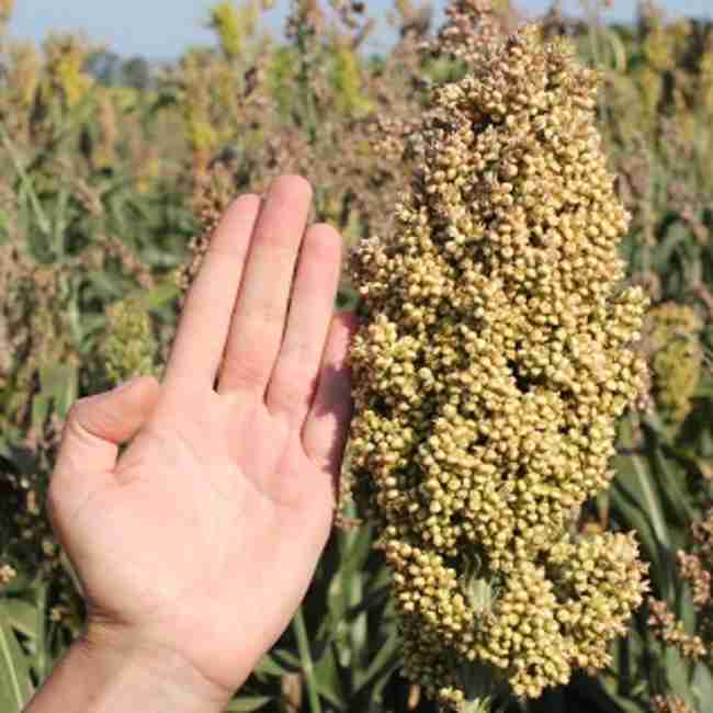 Семена зернового сорго Оггана