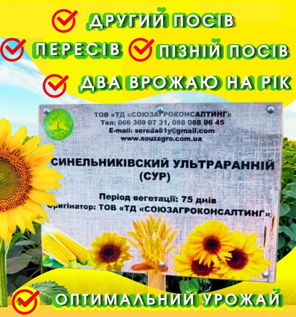 Соняшник Синельниківський Ультраранній (СУР), Екстра+