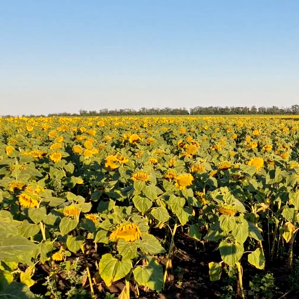 Соняшник Синельниківський Ультраранній (СУР), Стандарт