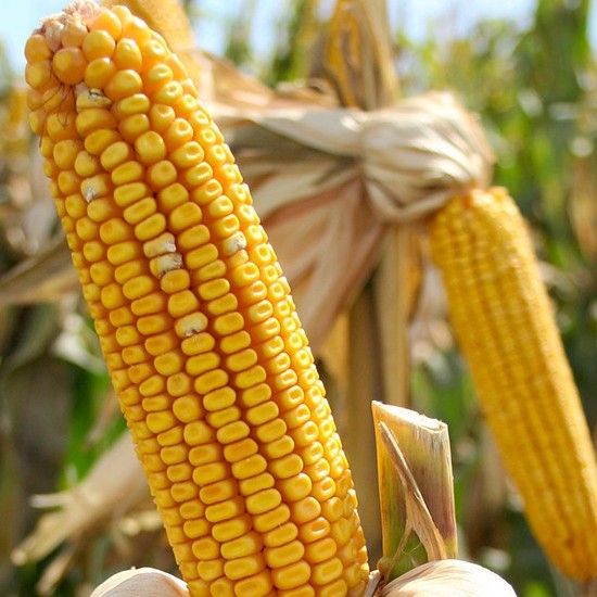 Семена кукурузы Подольский 274 СВ