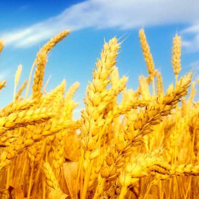 Семена пшеницы озимой Бунчук - фото 2