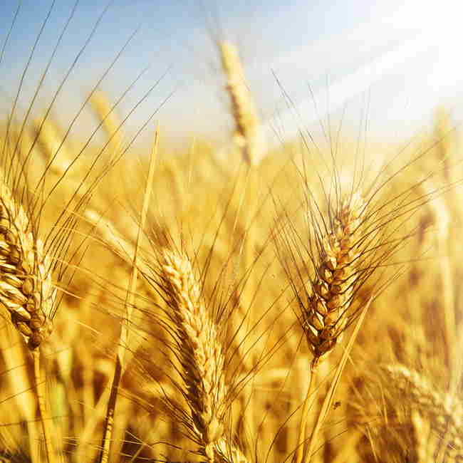 Семена пшеницы Благодарка одесская - фото 2