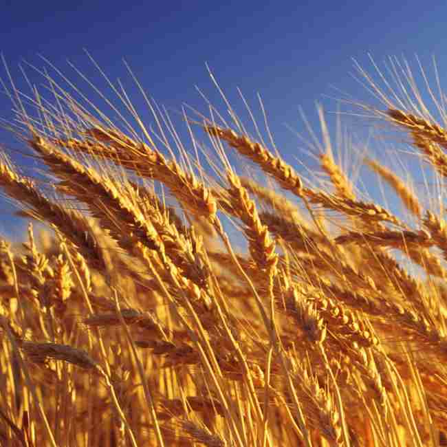 Семена пшеницы озимой Наснага - фото 2