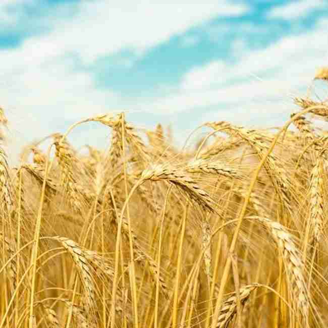 Семена пшеницы озимой Сталева - фото 2