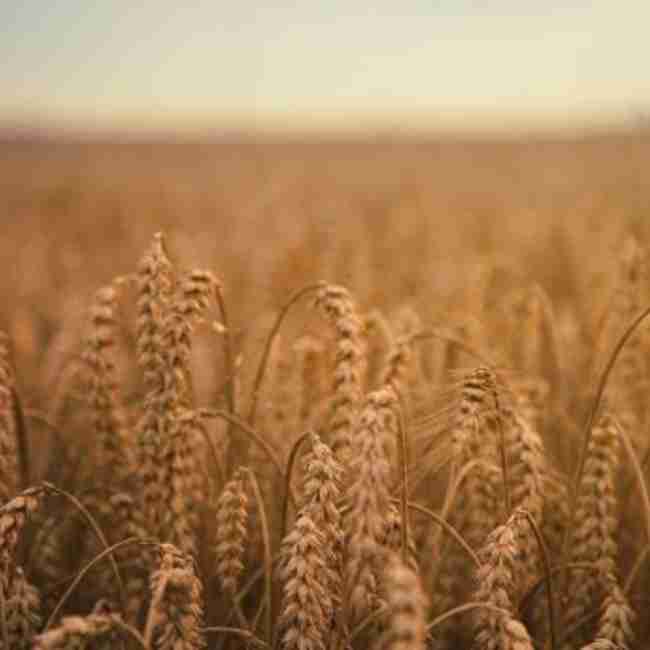 Семена пшеницы Краснодарская 99 - фото 2