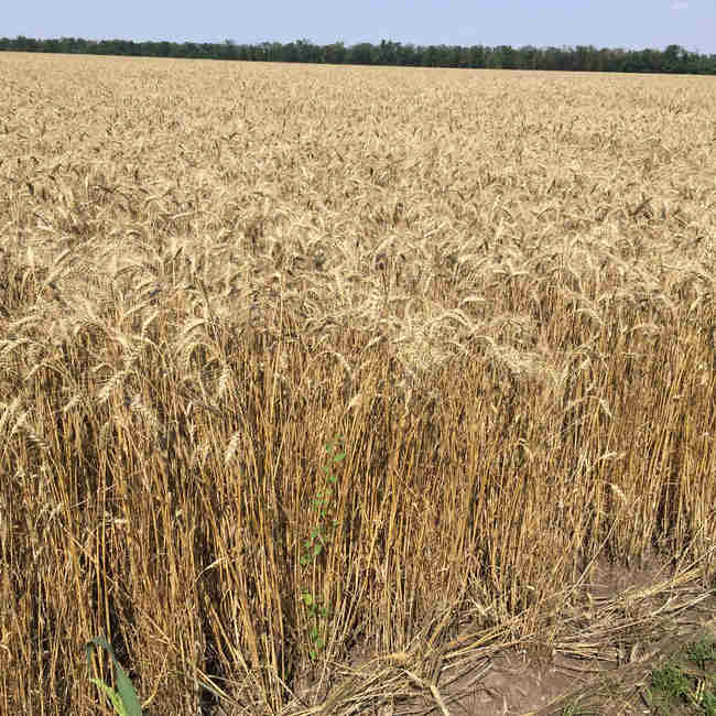 Семена пшеницы озимой Таня  - фото 2