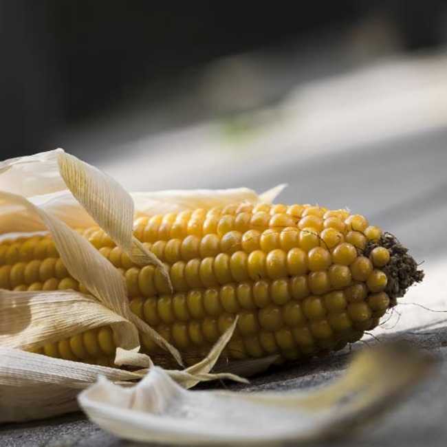Семена кукурузы Дункан  - фото 2