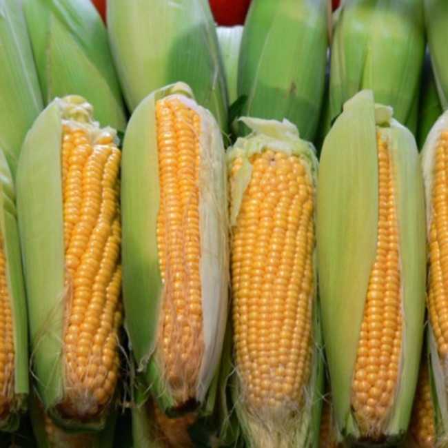 Семена кукурузы Хмельницкий  - фото 2