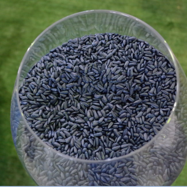 Семена подсолнечника Параизо 102 КЛ  - фото 2