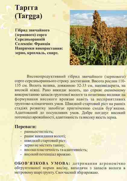 Семена зернового сорго Таргга - фото 2