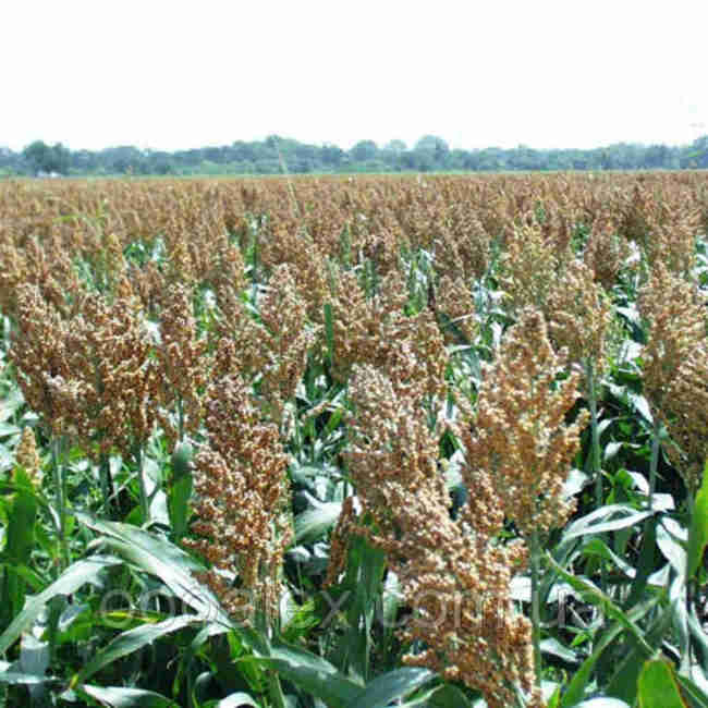 Семена зернового сорго Бургго - фото 2