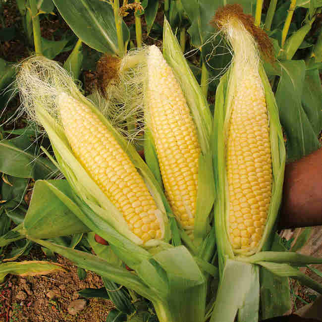 Семена кукурузы Борозенский 277 МВ - фото 2