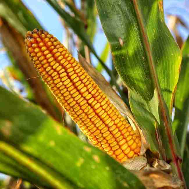 Семена кукурузы Любава 279 МВ - фото 2