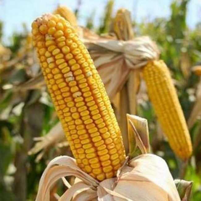 Семена кукурузы Тар-349 - фото 2