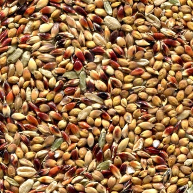 Семена суданской травы Белявка  - фото 3