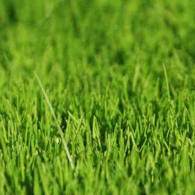 Газонна трава універсальна суміш - фото 3