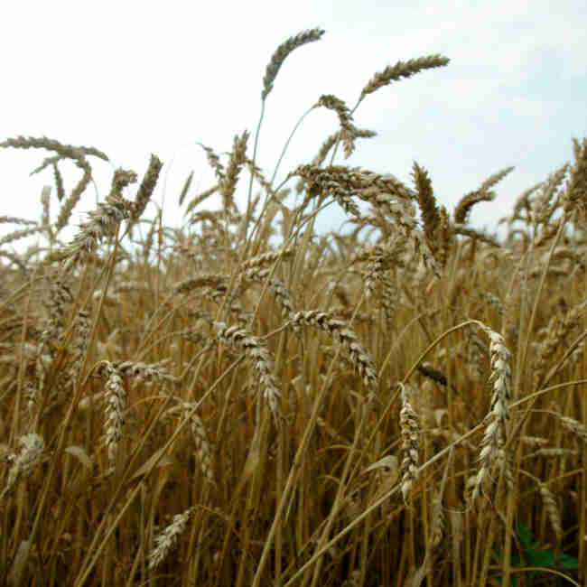 Семена пшеницы Нива одесская - фото 3