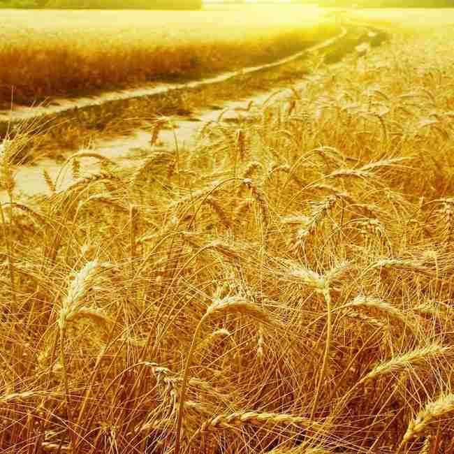 Семена пшеницы озимой Антоновка - фото 3