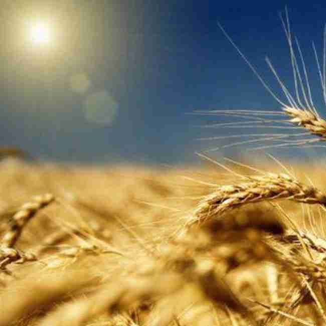 Семена пшеницы озимой Снегурка - фото 3