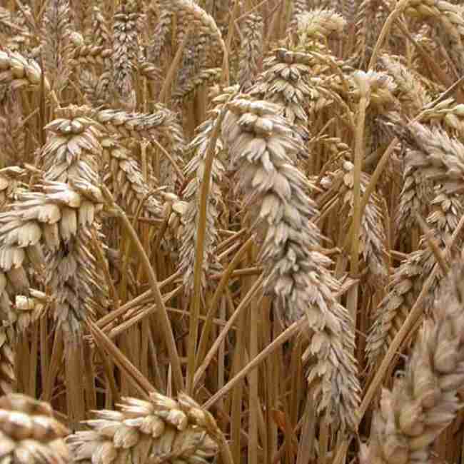 Семена пшеницы озимой Босфор  - фото 3